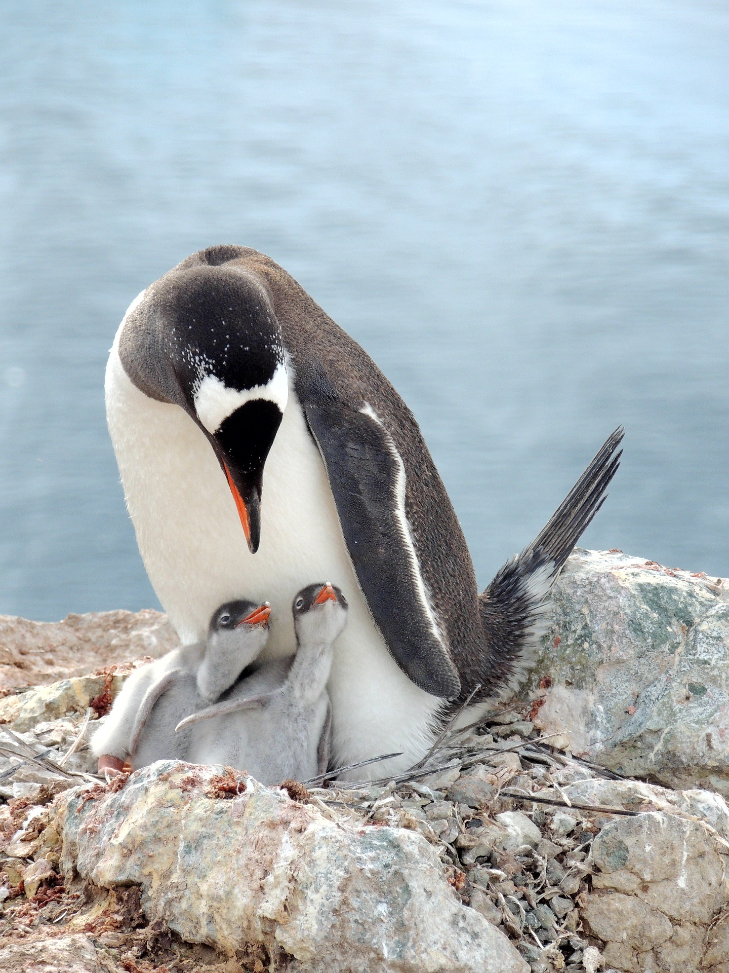 gentoo-penguin