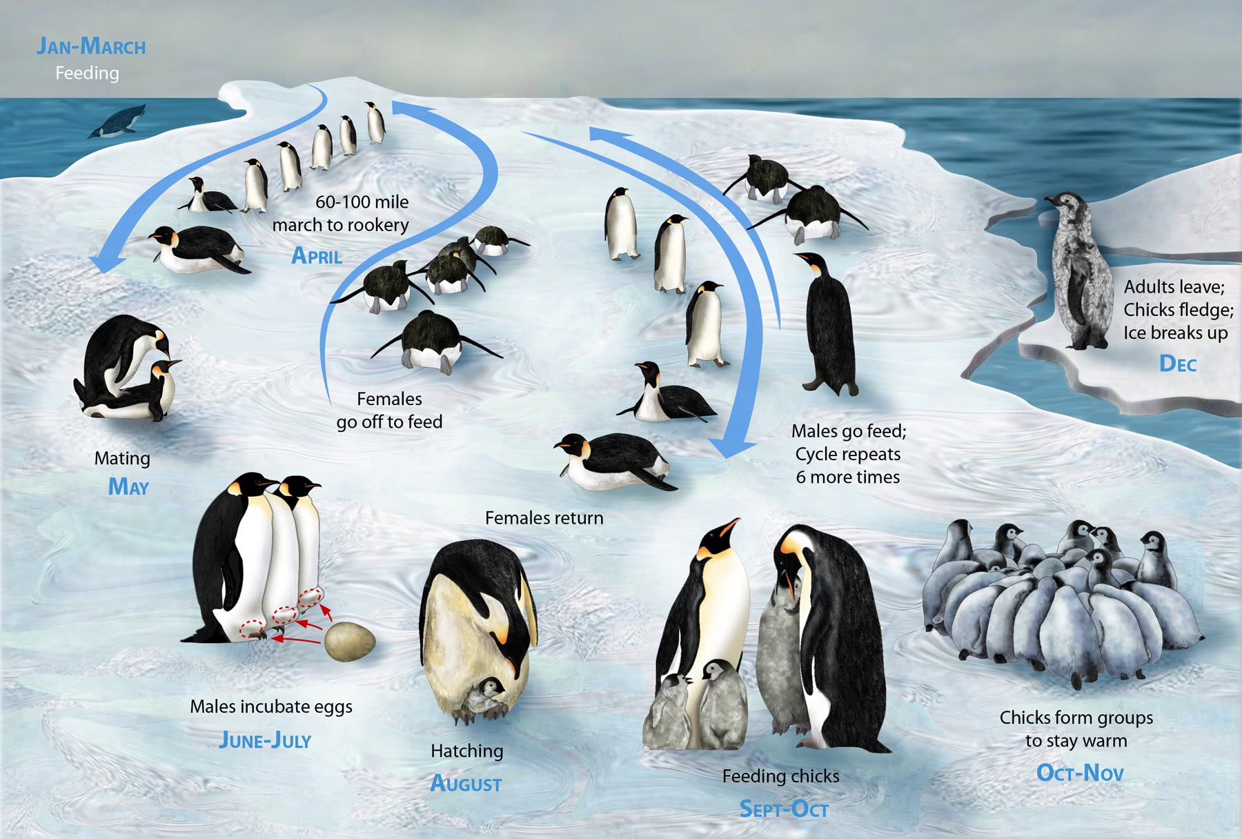 penguin-lifecycle