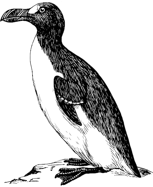penguin large BW