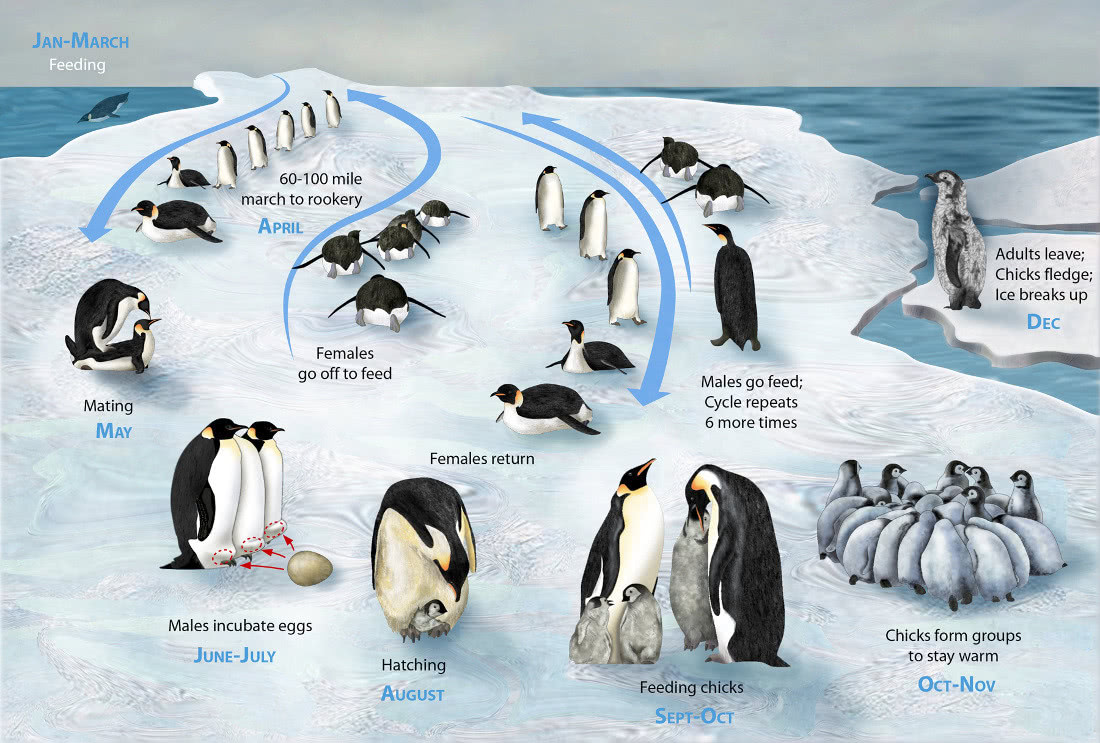 penguin lifecycle