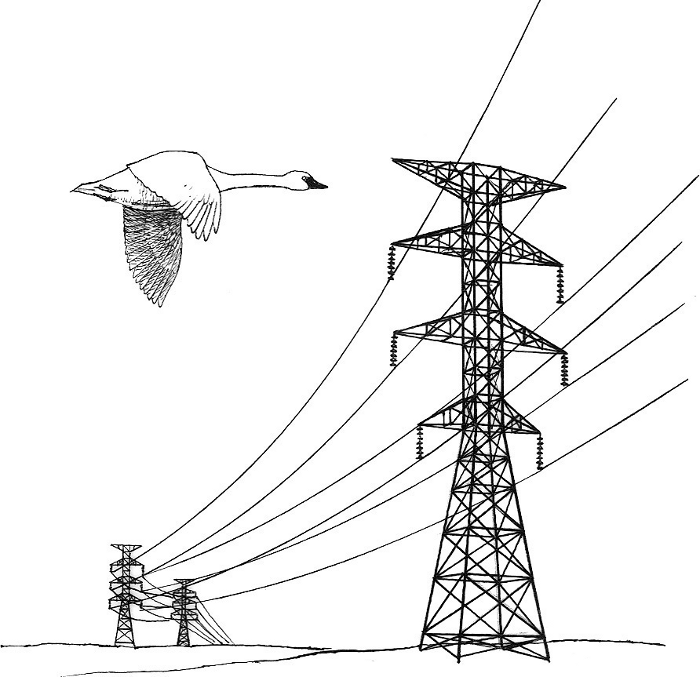 Power lines bird hazard