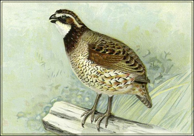 quail illustration