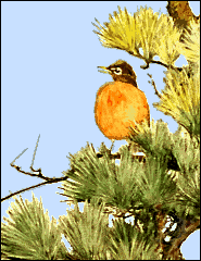 robin in pine