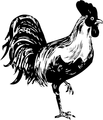 rooster BW