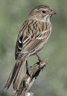 Sparrow/