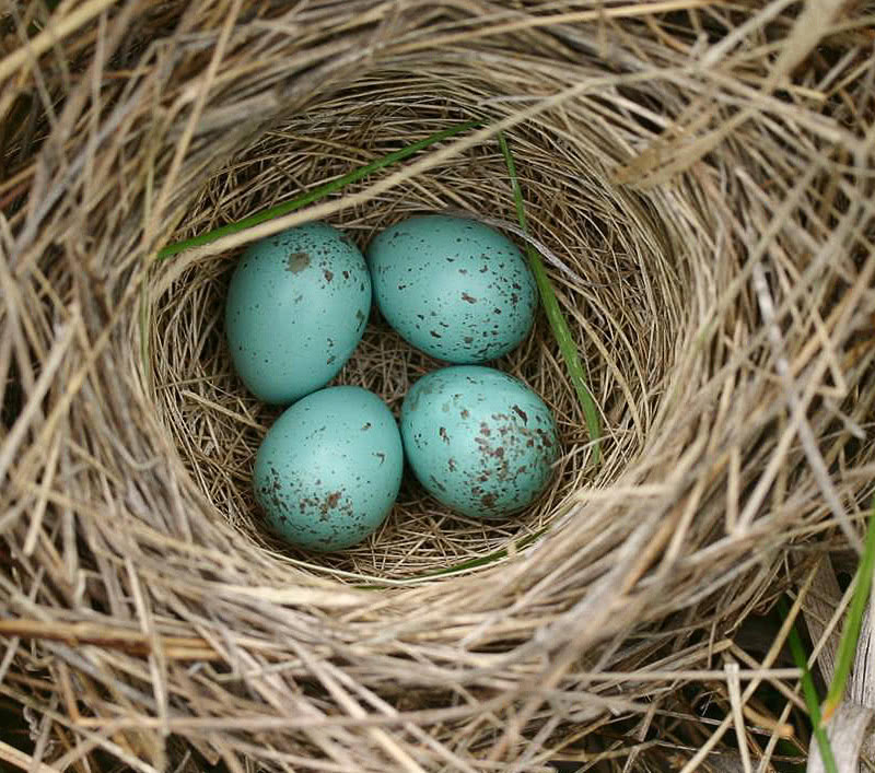 Clay-colored Sparrow nest