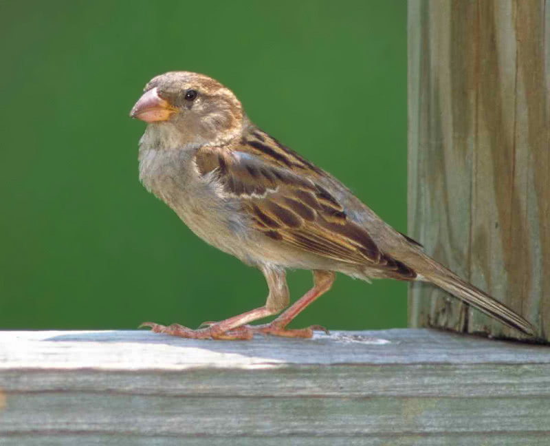 House Sparrow  Passer domesticus