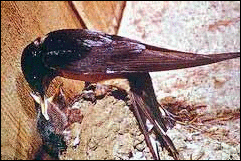 Barn Swallow 2