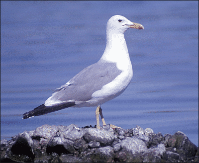 California gull photo