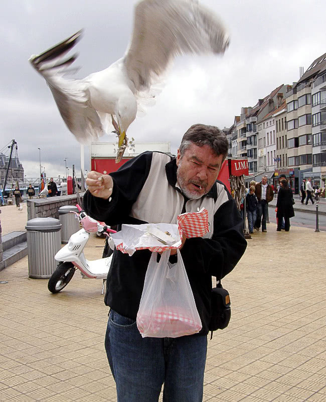 Herring Gull grabbing lunch
