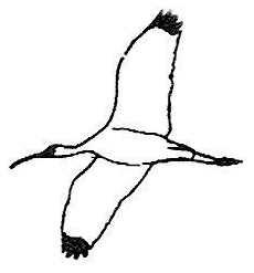 Wood Stork in Flight BW