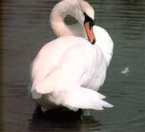 Mute Swan 2