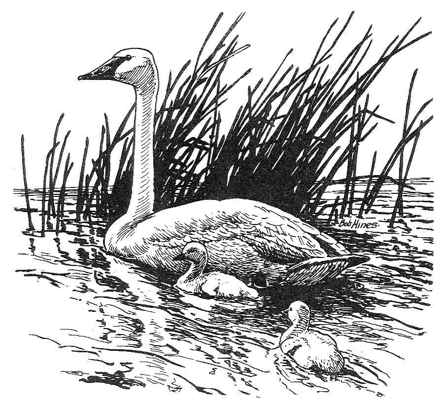 Trumpeter Swan mother with cygnet