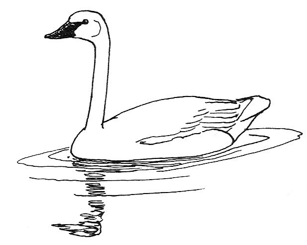 Trumpeter Swan sketch