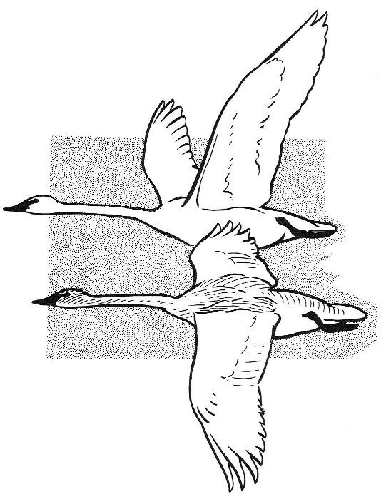 Trumpeter Swans flying