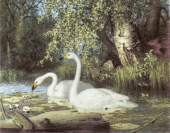 Whooper Swans on lake