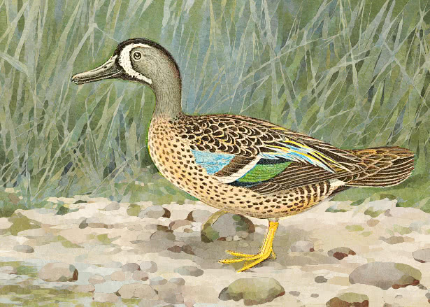 Blue-Winged Teal  Anas discors