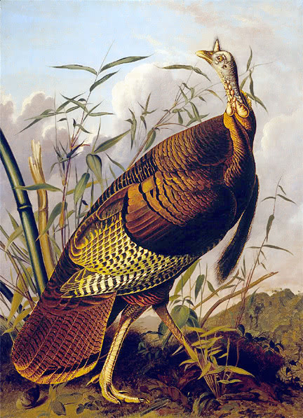 The Wild Turkey  Audubon 1845