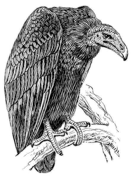 vulture BW