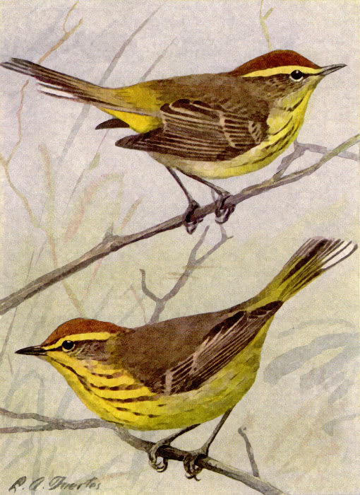 Palm and Yellow Palm Warbler