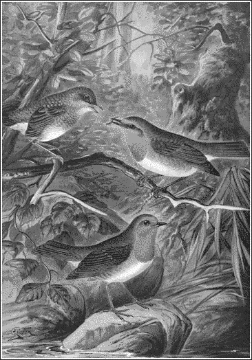 River Warbler