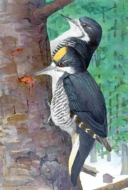 Black-Backed Three-Toed Woodpecker