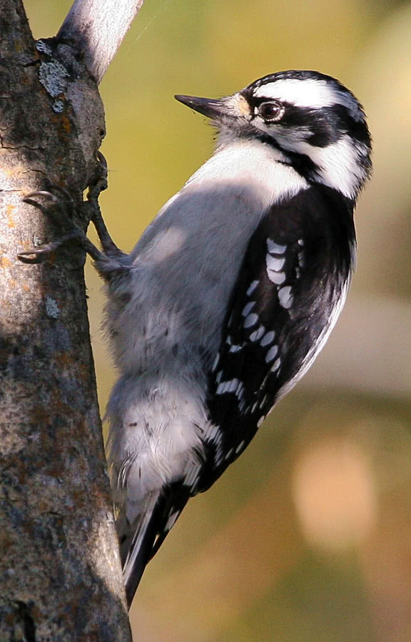 Downy Woodpecker  Picoides pubescens
