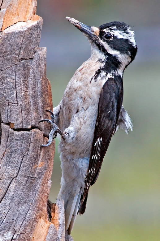 Hairy Woodpecker  Picoides villosus  female