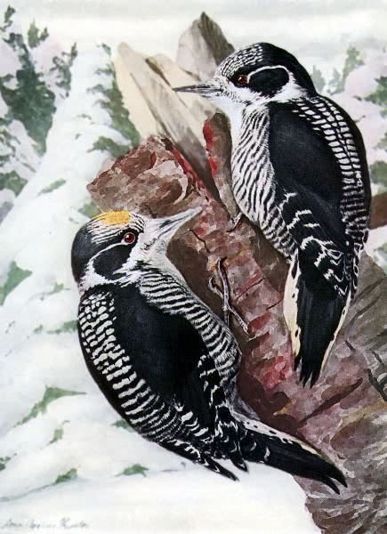 Three toed Woodpecker