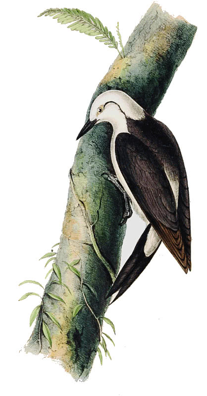 Black and White Woodpecker  Picus bicolor