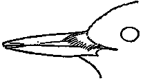 bill of woodpecker