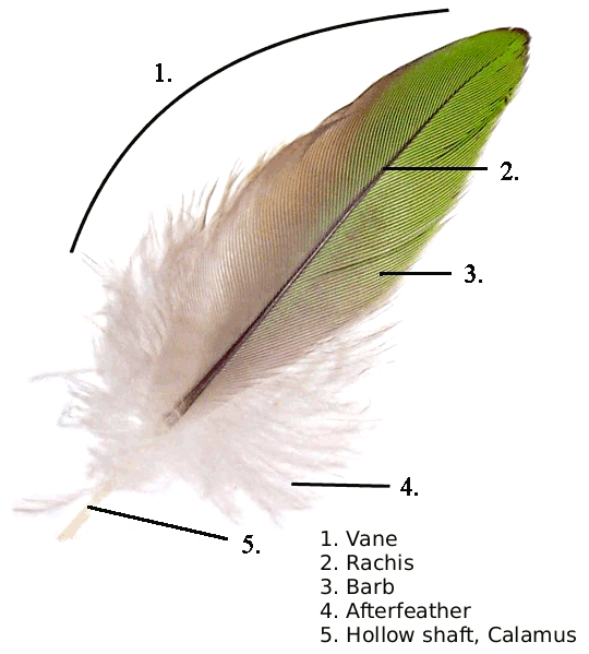 parts of a contour feather