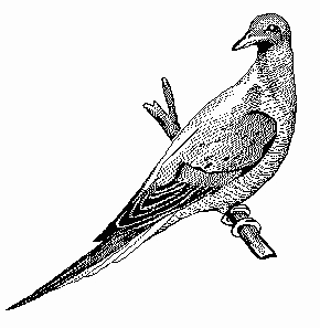 passenger Pigeon