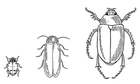 bugs/