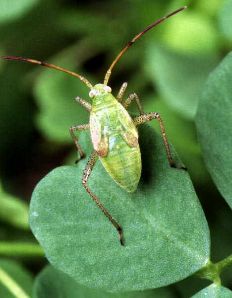 alfalfa plant bug  Adelphocoris lineolatus