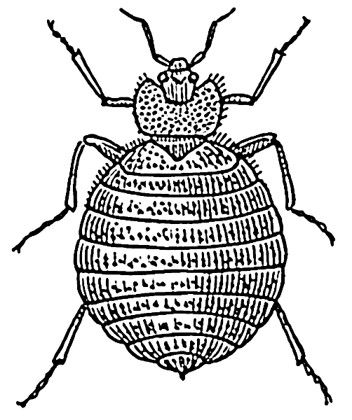 Bedbug