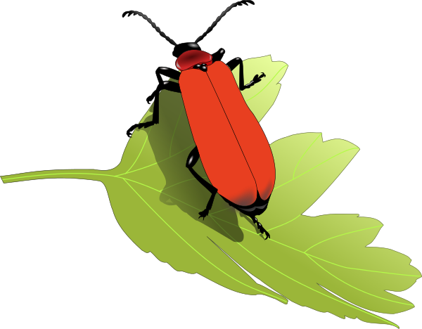 Cardinal beetle on leaf