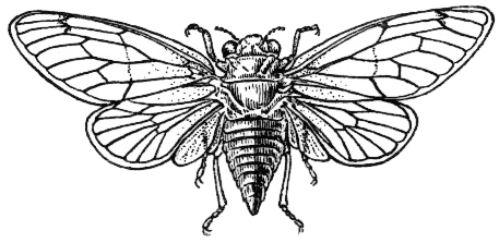 Cicada BW