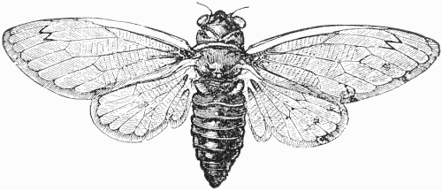 Cicada septendecim
