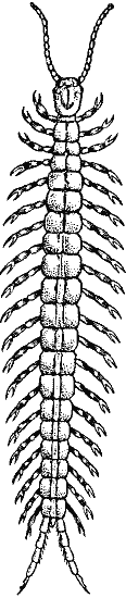 centipede 2