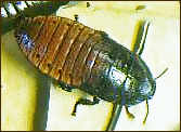 Cockroach Madagascar Hissing