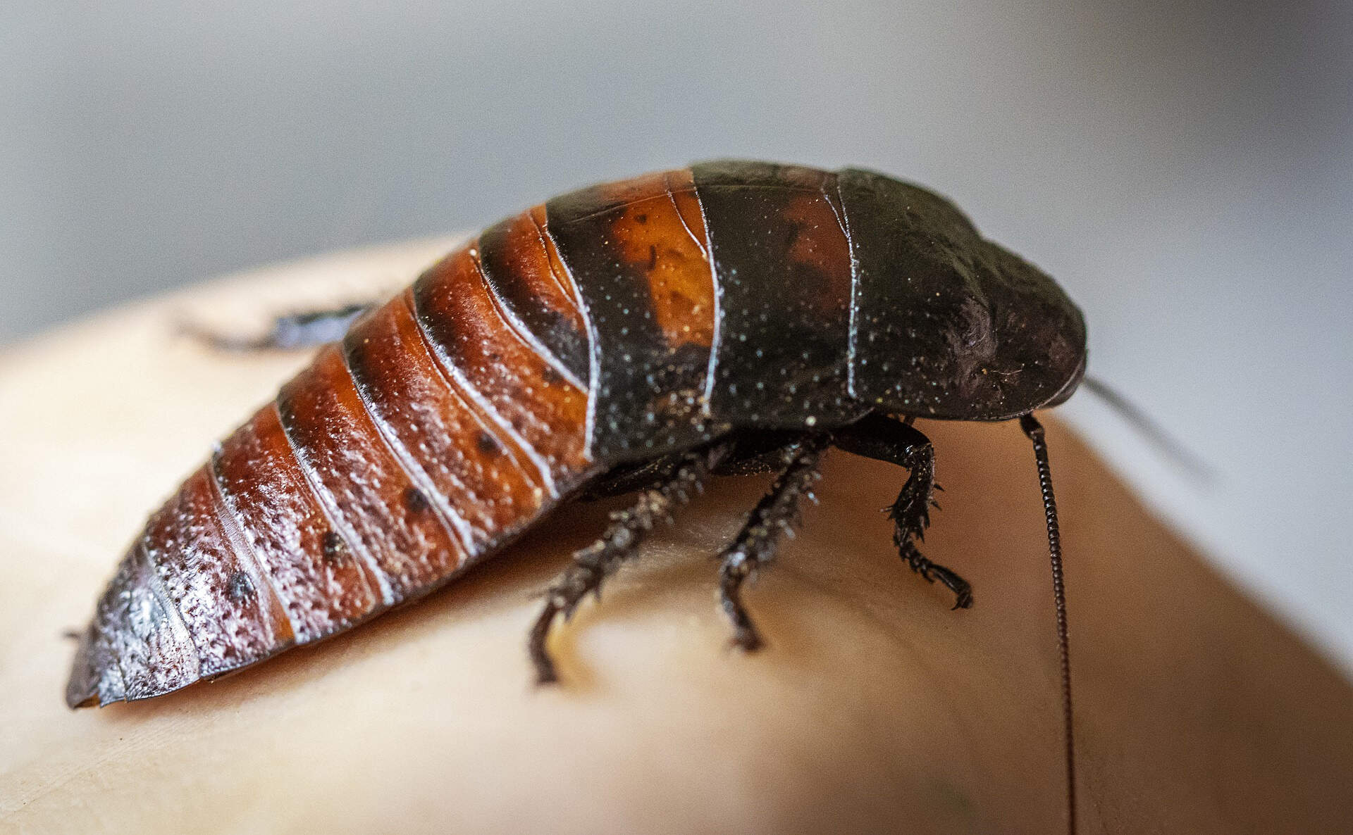madagascar-hissing-cockroach