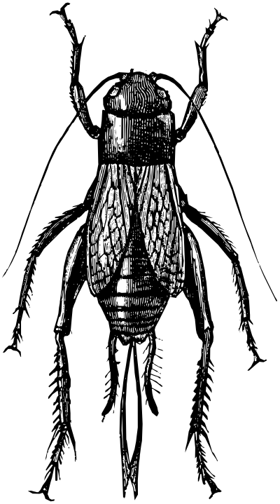 Field Cricket  Gryllus pennsylvanicus