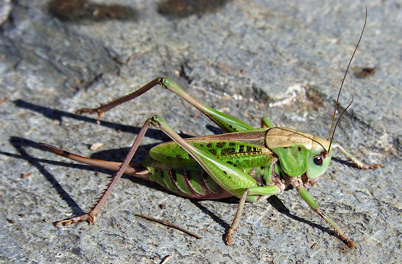 Green Mormon cricket