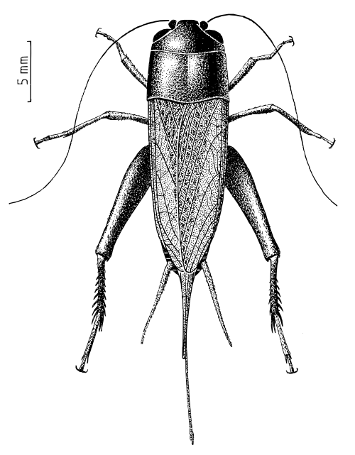 Gryllidae Teleogryllus commodus