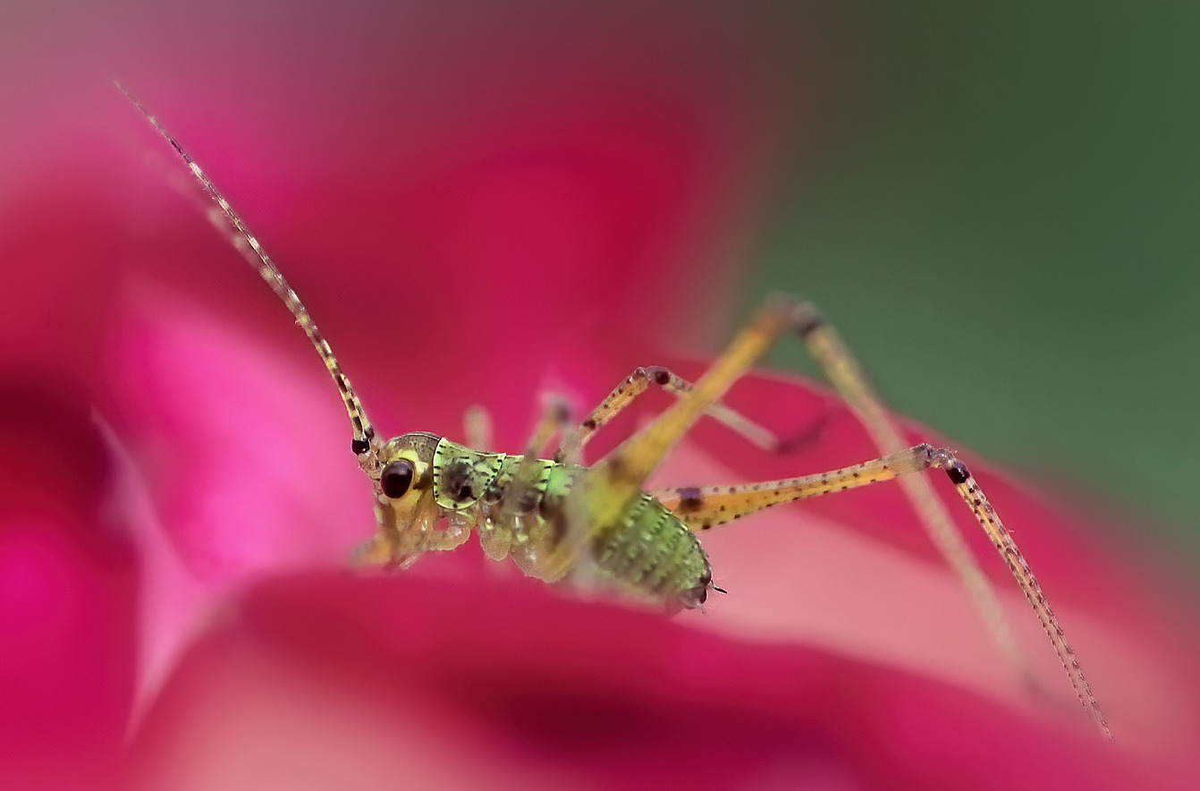 Speckled Bush-cricket  Leptophyes punctatissima