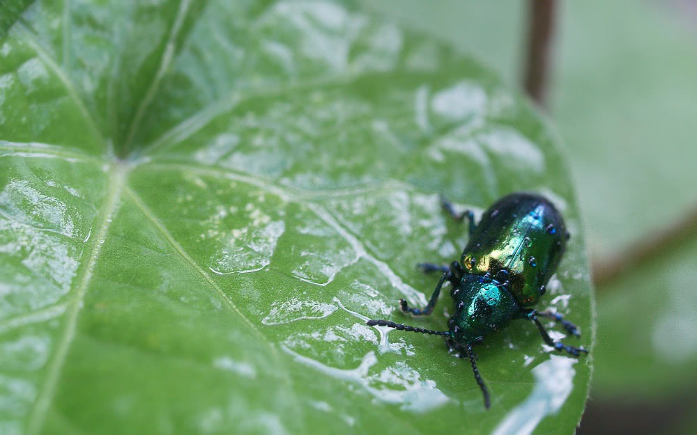 Dogbane Leaf beetle  Chrysochus auratus