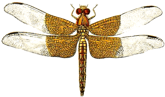 basal dragonfly