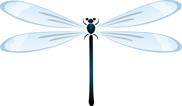 dragonfly fragile