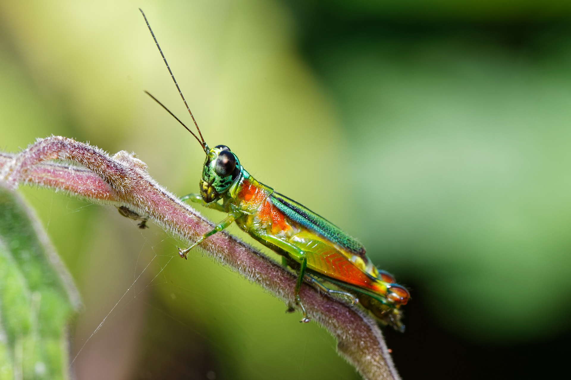 grasshopper-colorful